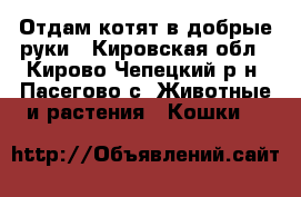 Отдам котят в добрые руки - Кировская обл., Кирово-Чепецкий р-н, Пасегово с. Животные и растения » Кошки   